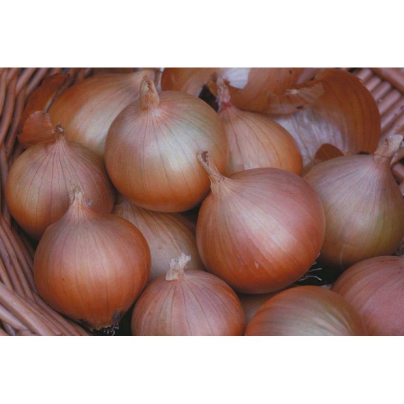 Лук севок Шекспир озимый