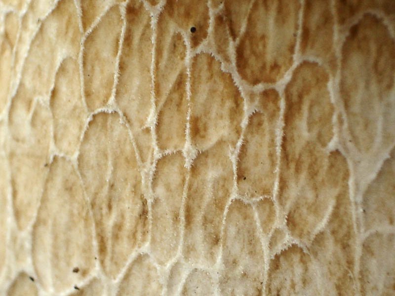 Ножка гриба текстура