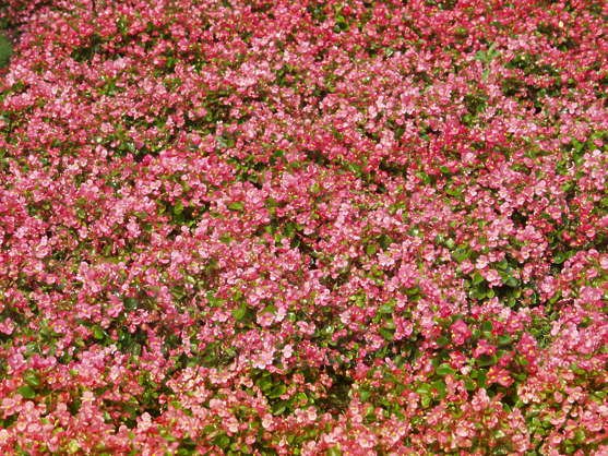 Цветы сверху