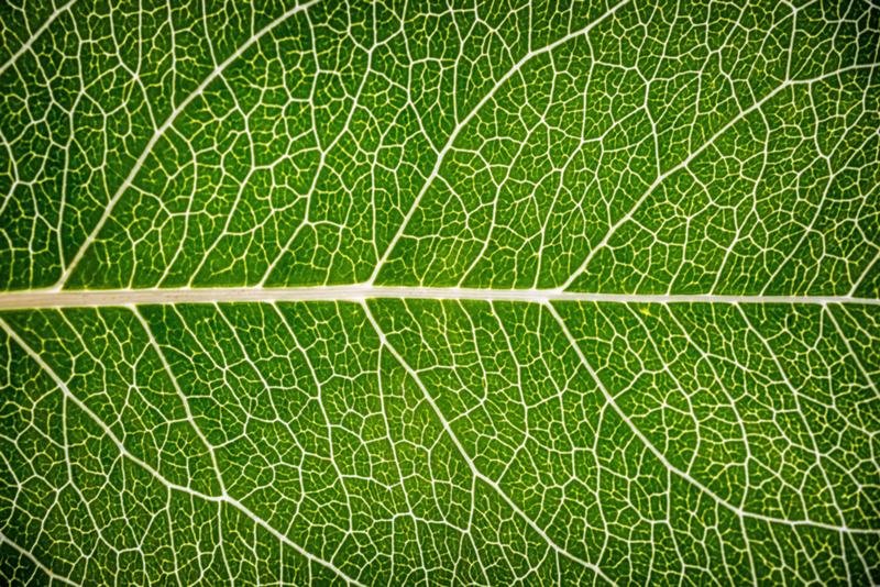 Текстура листа