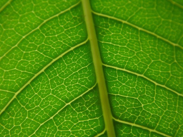 Текстура листвы