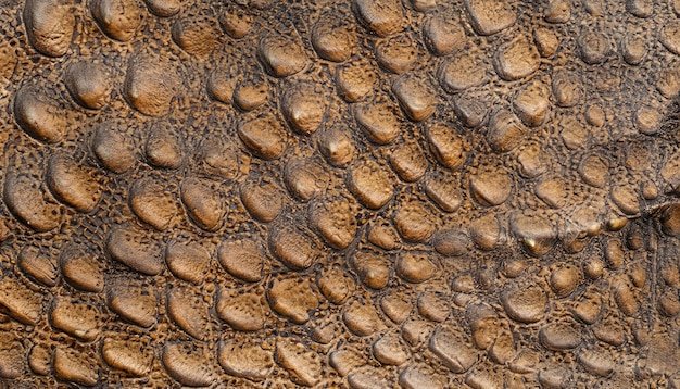 кожа животного