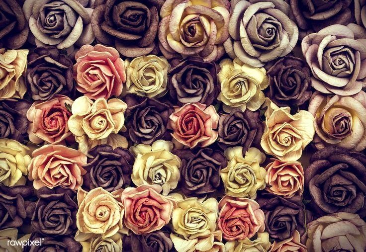 Текстура розы