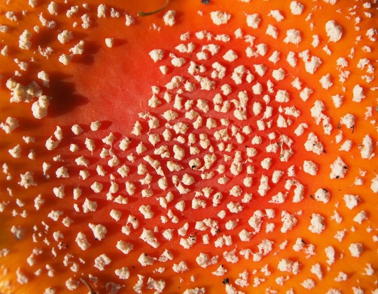 Мухомор текстура