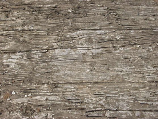 Текстура дерева бесшовная