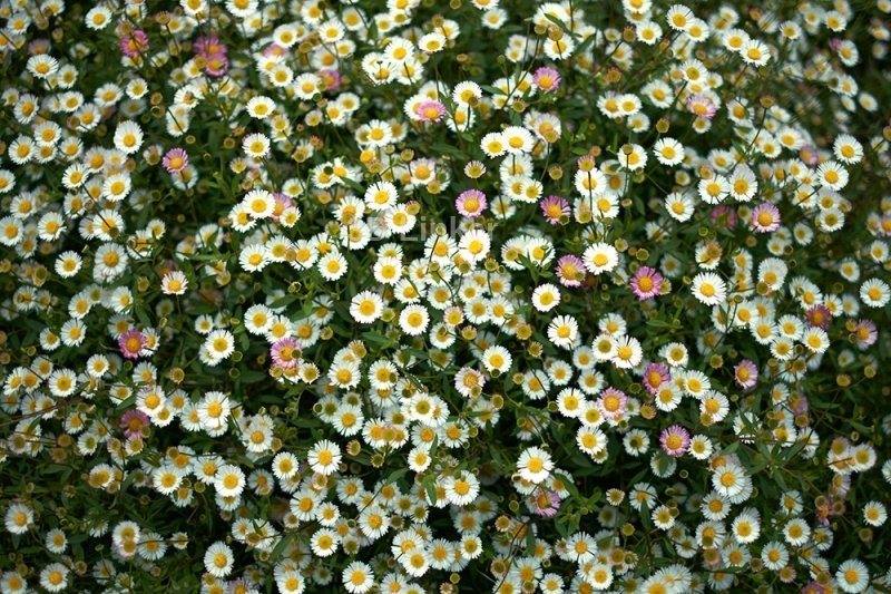 Цветы вид сверху