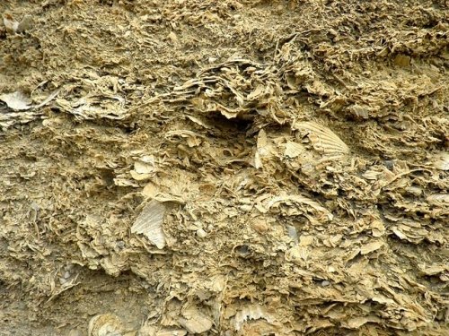 Известняк ракушечник порода