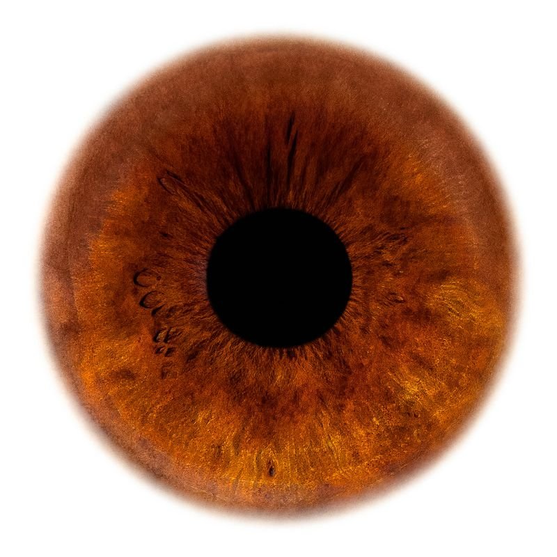 Радужка карих глаз