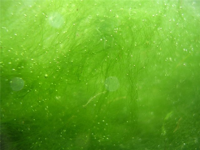 Текстура слизи