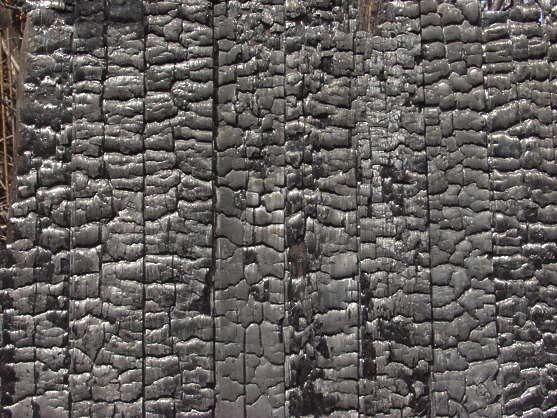 Обугленное дерево