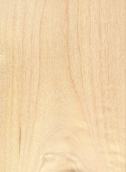 Тополь текстура древесины