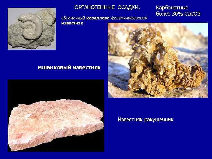 Ракушечник Горная порода