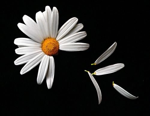 Ромашки на черном фоне