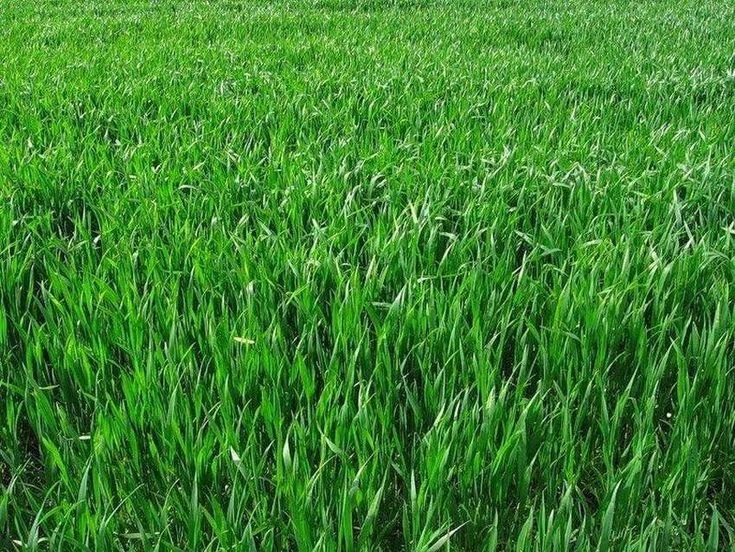 Газон текстура бесшовная