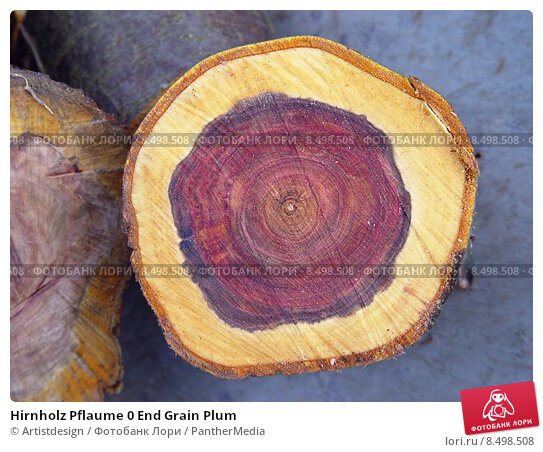 Древесина сливы