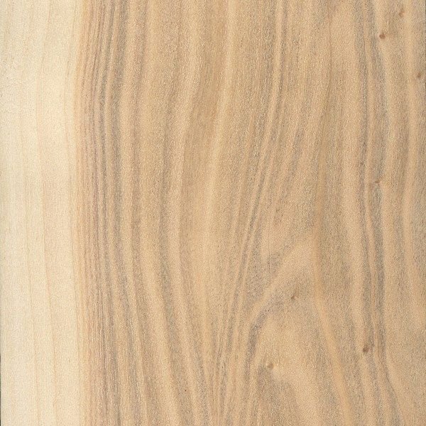 Тополь структура древесины