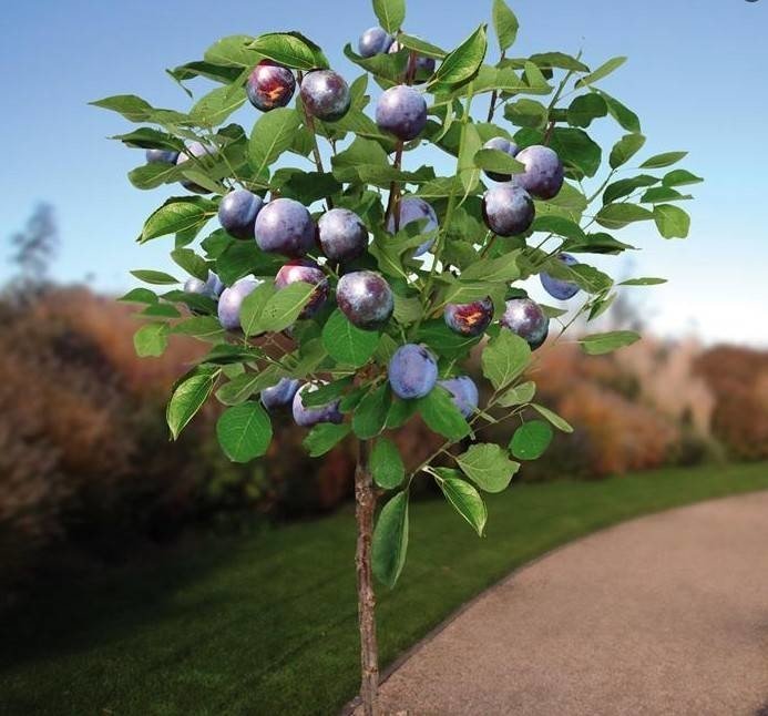 Слива Амерс