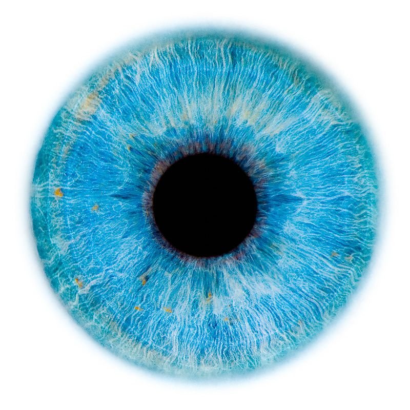 Ирис Радужная оболочка глаза