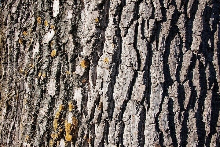 Тополь дерево кора