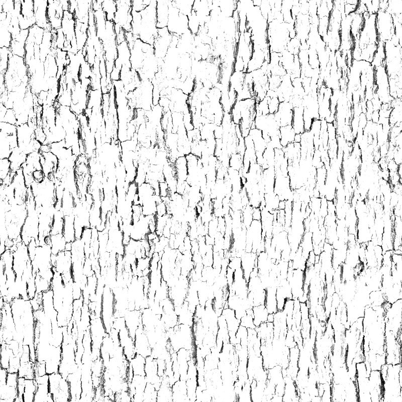 Текстура коры дерева