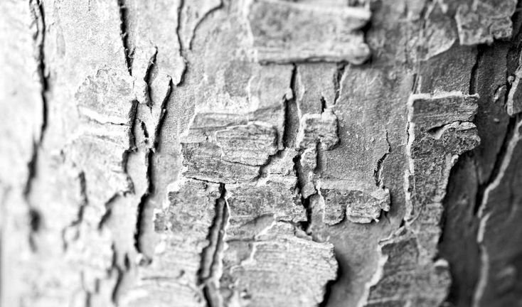 Текстура древесной коры