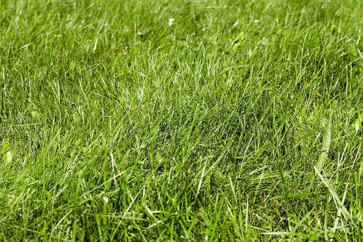 Футбольное поле трава