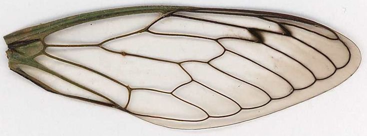 Крылья мухи