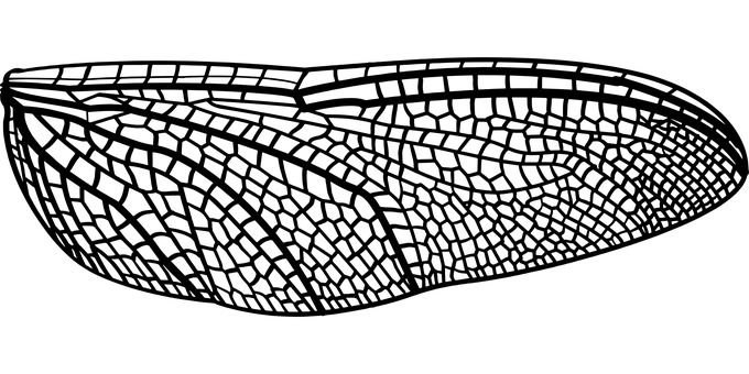 Крылья насекомых