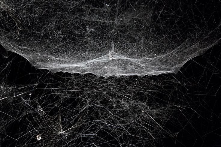 Паутина на черном фоне
