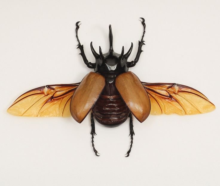 Майский Жук Рогач