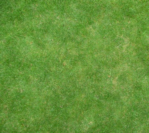 Grass texture бесшовная