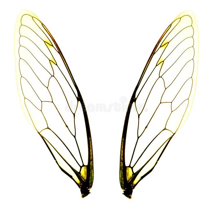 Крылья Стрекозы