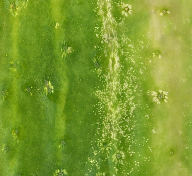 Фактура огурца