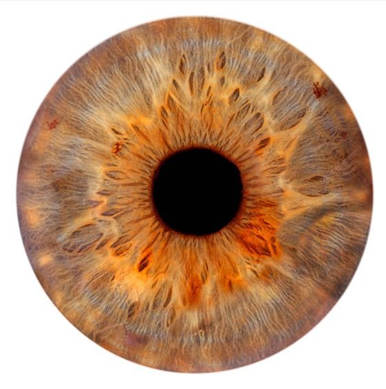 Радужная оболочка глаза