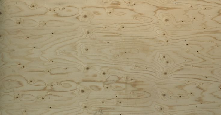 Береза текстура древесины