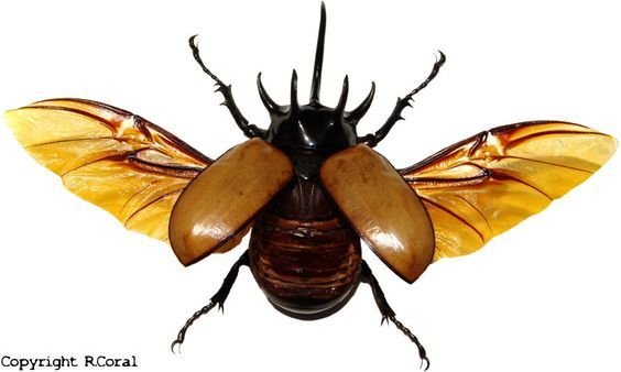 Жук носорог надкрылья