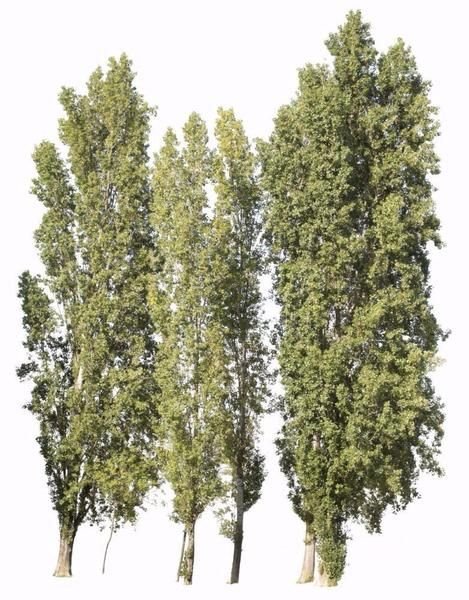 Тополь дерево