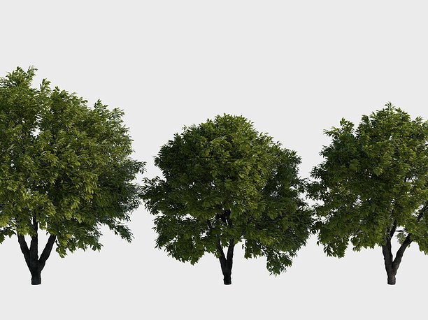 Дерево на прозрачном фоне