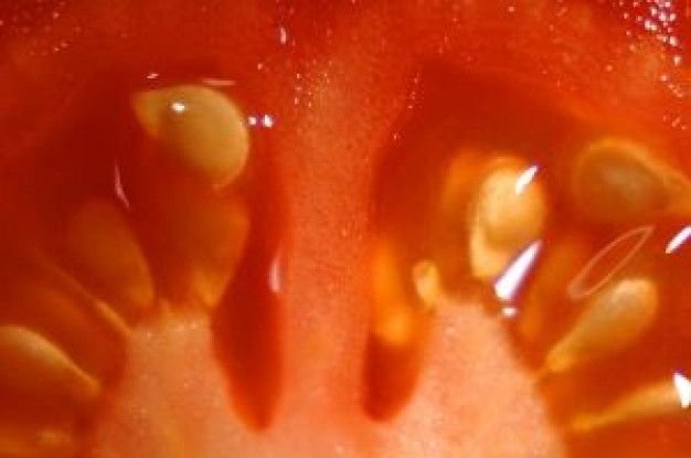 Текстура помидора