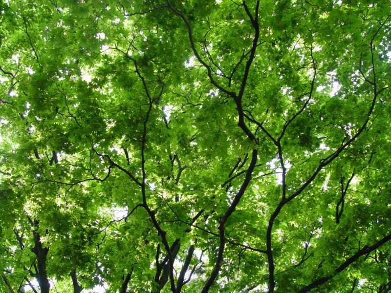 Зелень деревья