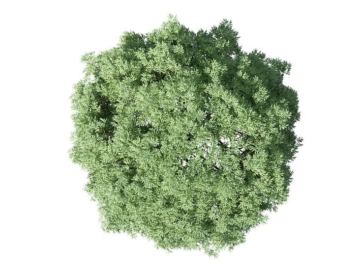 Деревья в плане