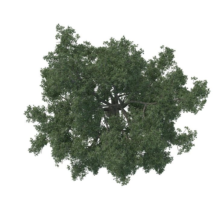 Лиственные деревья вид сверху