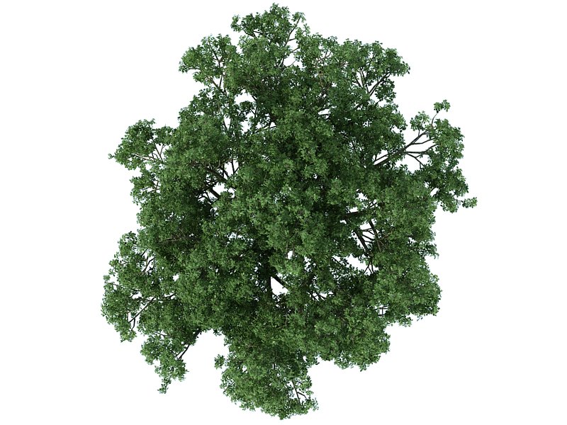 Деревья сверху