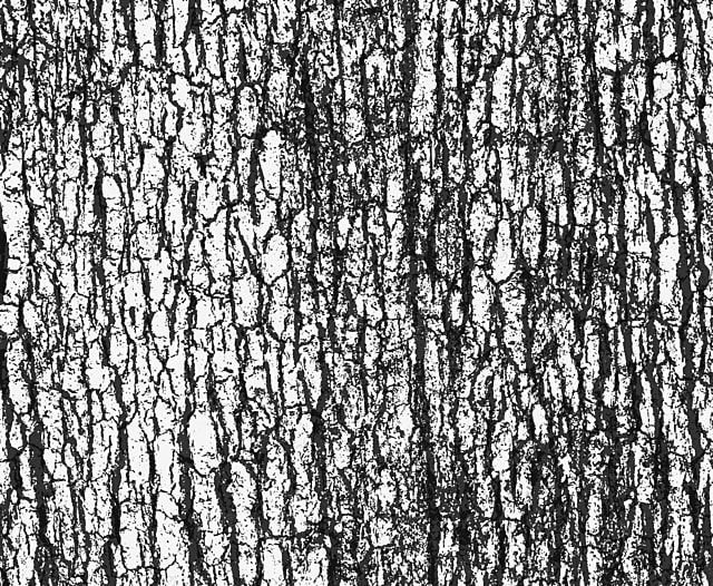 Кора дерева вектор