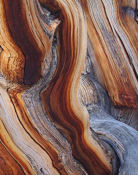 Кипарис текстура древесины