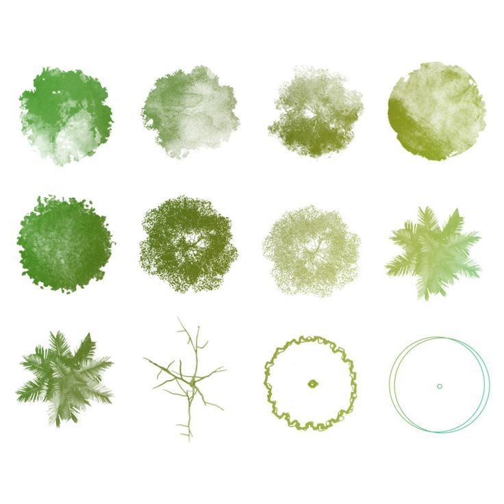 Деревья в плане