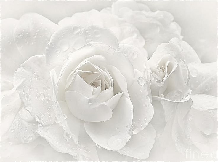 Роза Вайт Роуз