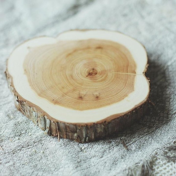 Срез дерева скумпия