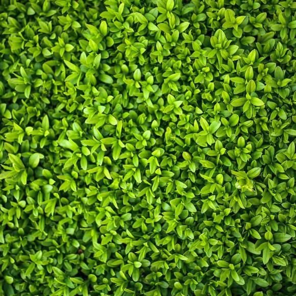 Текстура листьев