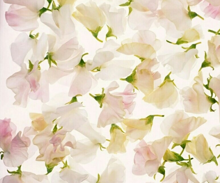 Светлый фон